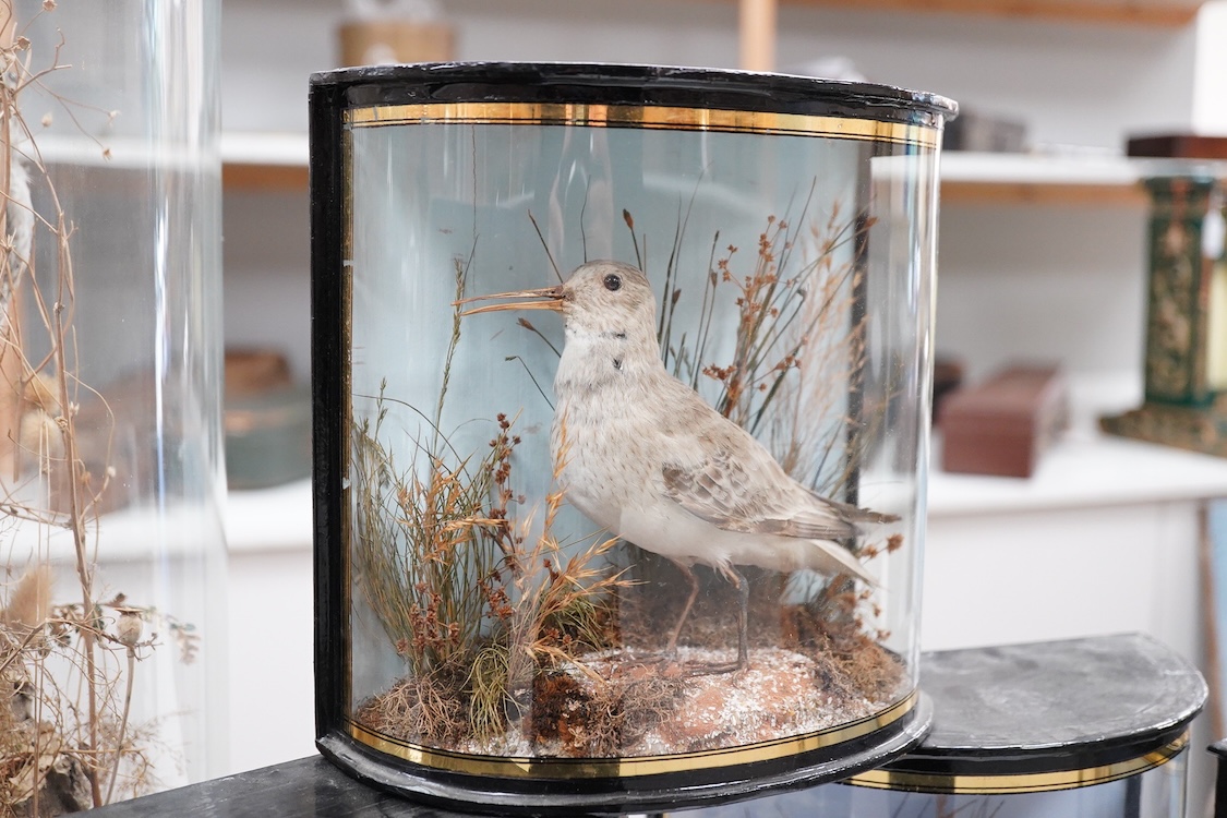 Four early 20th century cases of taxidermy dunlin birds; a pair in a flat fronted case, 18.5cm high, 32cm wide, and three individually mounted in bow fronted cases, two with labels reading; ‘Preserved by J.Cooper, 28 Rad